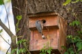Adult bird Nuthatch sits near the young nestling