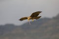 A black kite catching and eating in flight. Royalty Free Stock Photo