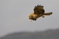 A black kite catching and eating in flight. Royalty Free Stock Photo