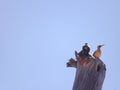 Adult birds rest on a trunk looking at the horizon.