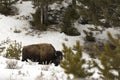 Adult bison eating in snowy field in Yellowstone National Park, Royalty Free Stock Photo