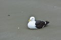 Adult black-backed gull