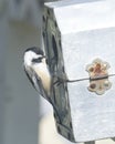 Black-capped Chickadee house-hunting