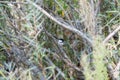 An Adult Black-capped Chickadee Poecile atricapillus Perched in Vegetation