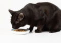 An adult black cat eats dry food from a bowl. White background, place for inscription Royalty Free Stock Photo