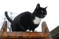 Adult black cat with white end of paws, muzzle and neck and with big shining yellow eyes stands on a brown wooden step ladder and Royalty Free Stock Photo