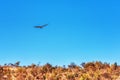 An adult Black chested Snake Eagle Circaetus pectoralis also known as Black breasted Snake Eagle Royalty Free Stock Photo