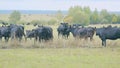 Adult black cow eating grass in a meadow. Cute black cow in pasture. Static view. Royalty Free Stock Photo