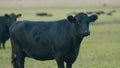 Adult black cow eating grass in a meadow. Cute black cow in pasture. Static view. Royalty Free Stock Photo