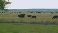 Adult black cow eating grass in a meadow. Cute black cow in pasture. Static view. Royalty Free Stock Photo