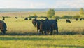 Adult black cow eating grass in a meadow. Cute black cow in pasture. Static view. Royalty Free Stock Photo