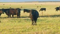 Adult black cow eating grass in a meadow. Cute black cow in pasture. Static view. Royalty Free Stock Photo