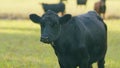 Adult black cow eating grass in a meadow. Cute black cow in pasture. Static view. Royalty Free Stock Photo