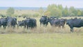 Adult black cow eating grass in a meadow. Cute black cow in pasture. Static view. Royalty Free Stock Photo