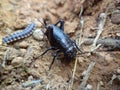 Adult Black Cricket, Gryllus bimaculatus, Satara, Maharashtra