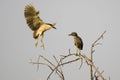 Adult Black-Crowned Night-Heron Landing Beside its Young High on a Tree Royalty Free Stock Photo