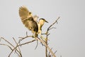 Adult Black-Crowned Night-Heron Landing Beside its Young High on a Tree Royalty Free Stock Photo