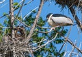 An Adult Black-crowned Night Heron lovingly gazes at its offspring as they demand food.