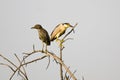 Adult Black-Crowned Night-Heron Perched Beside its Young High on a Tree Royalty Free Stock Photo