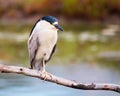 Adult black crowned night heron bird perched in a tree Royalty Free Stock Photo