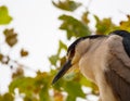 Adult black crowned night heron bird perched in a tree Royalty Free Stock Photo