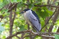 Adult black crowned night heron perched in a tree Royalty Free Stock Photo