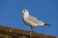 Adult Black Headed Gull Chroicocephalus ridibundus Royalty Free Stock Photo