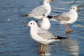 Adult Black-headed gulls Chroicocephalus ridibundus in first winter plumage on ice Royalty Free Stock Photo