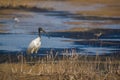 Black-headed Ibis Threskiornithidae Pelecaniformes Royalty Free Stock Photo