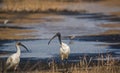 Black-headed Ibis Threskiornithidae Pelecaniformes Royalty Free Stock Photo