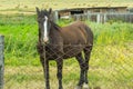 An adult black horse with a white stripe of wool on his head sta Royalty Free Stock Photo