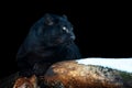 Adult black leopard. Animal on dark background Royalty Free Stock Photo