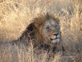 Adult Black Maned Male Lion