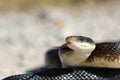 Adult Black Rat Snake Royalty Free Stock Photo