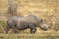 Black rhino with large horn and ox peckers on its back walking in dry bush in Kruger Park in South Africa Royalty Free Stock Photo