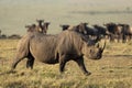 Adult black rhino with a big horn walking near wildebeest herd in Masai Mara Kenya Royalty Free Stock Photo