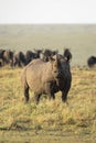 Vertical full body portrait of black rhino with big horn standing with wildebeest herd watching it in Masai Mara Kenya Royalty Free Stock Photo