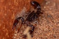 Adult Black Scorpion Royalty Free Stock Photo