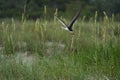 A Black Skimmers flying over sea oats and the beach Royalty Free Stock Photo