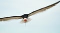 A Black Skimmers flying over the beach Royalty Free Stock Photo