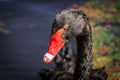 Black Swan Head