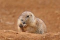 Adult black-tailed prairie dog, Cynomys ludovicianus, sitting near burrow, holding and eating dry leaf. Ground squirrel in nature