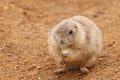 Adult black-tailed prairie dog, Cynomys ludovicianus, sitting near burrow, holding needles in one foreleg and eating. Royalty Free Stock Photo