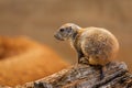 Adult black-tailed prairie dog, Cynomys ludovicianus, sitting on rotten tree trunk near burrow. Ground squirrel in nature habitat Royalty Free Stock Photo