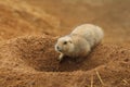 Adult black-tailed prairie dogs, Cynomys ludovicianus, goes into hiding in burrow. Ground squirrel in nature habitat. Wildlife Royalty Free Stock Photo