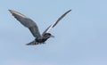 Adult Black tern hovers in blue sky with loud calling sounds Royalty Free Stock Photo