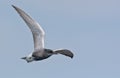 Adult Black tern sharp turn in flight in blue sky with spreaded wings Royalty Free Stock Photo