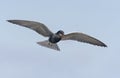 Adult Black tern soars in blue sky and calls harsh alarm Royalty Free Stock Photo