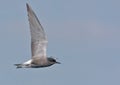 Adult Black tern flies in blue sky with lifted wings Royalty Free Stock Photo