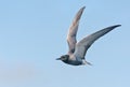 Adult Black tern flying in blue sky with lifted wings Royalty Free Stock Photo